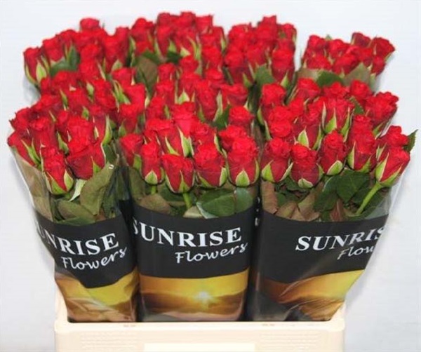 Red Ribbon Standard Rose Roses Flowers by category Sierra